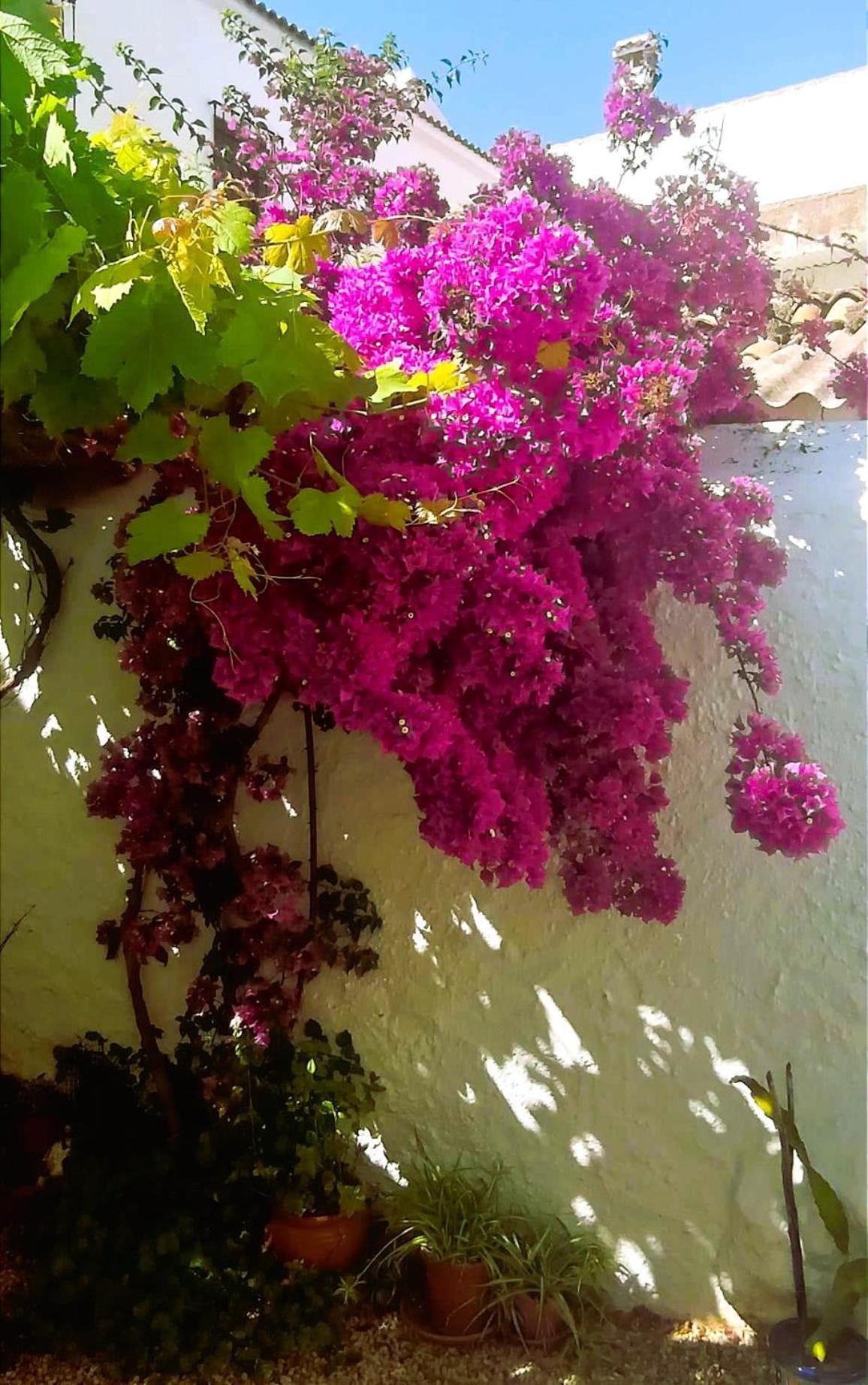 Holiday home Casa Shyshka Country Periana